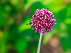 Preview wallpaper onion, flower, bee, macro, purple