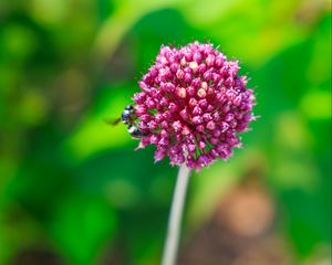 Preview wallpaper onion, flower, bee, macro, purple