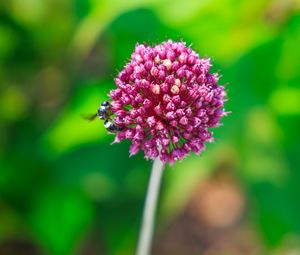 Preview wallpaper onion, flower, bee, macro, purple