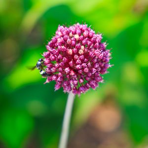 Preview wallpaper onion, flower, bee, macro, purple