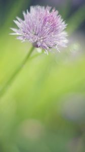 Preview wallpaper onion, flower, bud, petals, drops, macro, pink