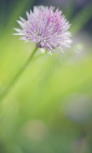 Preview wallpaper onion, flower, bud, petals, drops, macro, pink