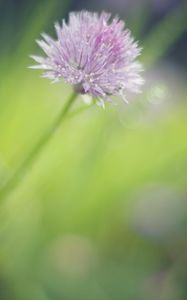 Preview wallpaper onion, flower, bud, petals, drops, macro, pink