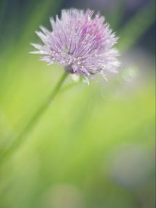 Preview wallpaper onion, flower, bud, petals, drops, macro, pink