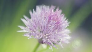 Preview wallpaper onion, flower, bud, petals, drops, macro, pink