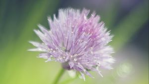 Preview wallpaper onion, flower, bud, petals, drops, macro, pink