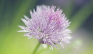 Preview wallpaper onion, flower, bud, petals, drops, macro, pink