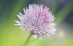 Preview wallpaper onion, flower, bud, petals, drops, macro, pink