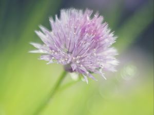 Preview wallpaper onion, flower, bud, petals, drops, macro, pink