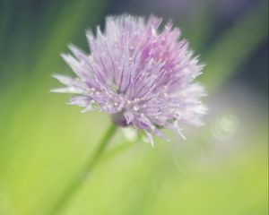 Preview wallpaper onion, flower, bud, petals, drops, macro, pink