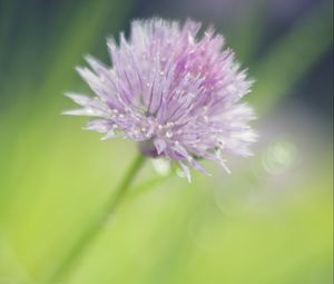 Preview wallpaper onion, flower, bud, petals, drops, macro, pink