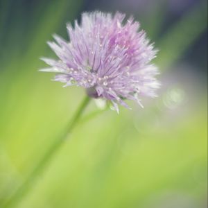 Preview wallpaper onion, flower, bud, petals, drops, macro, pink