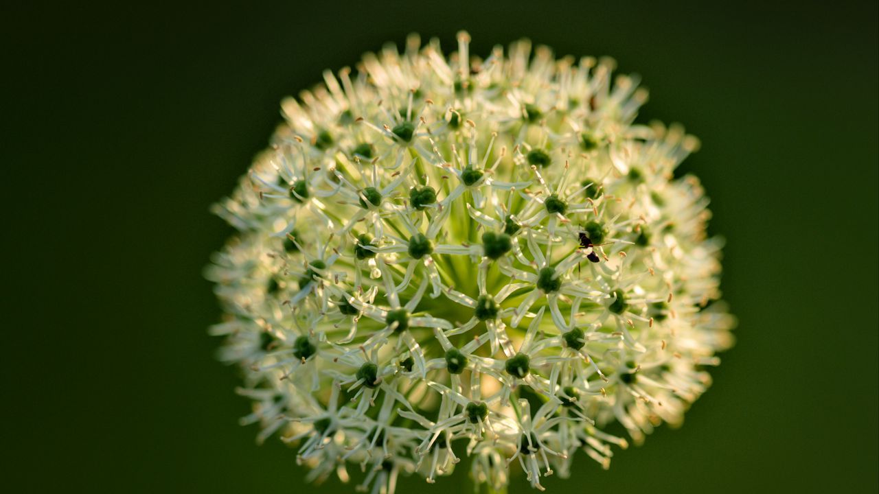 Wallpaper onion, flowers, inflorescence, macro, blur