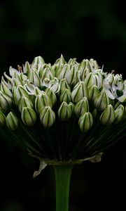 Preview wallpaper onion, flowers, inflorescence, macro, dark