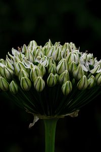 Preview wallpaper onion, flowers, inflorescence, macro, dark