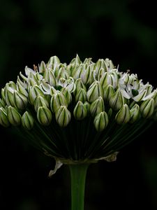 Preview wallpaper onion, flowers, inflorescence, macro, dark