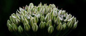 Preview wallpaper onion, flowers, inflorescence, macro, dark