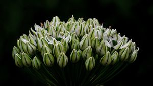 Preview wallpaper onion, flowers, inflorescence, macro, dark