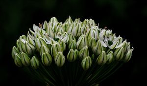 Preview wallpaper onion, flowers, inflorescence, macro, dark