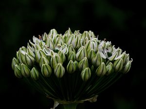 Preview wallpaper onion, flowers, inflorescence, macro, dark