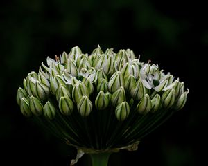 Preview wallpaper onion, flowers, inflorescence, macro, dark