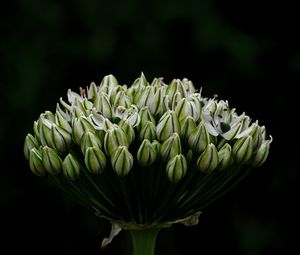 Preview wallpaper onion, flowers, inflorescence, macro, dark