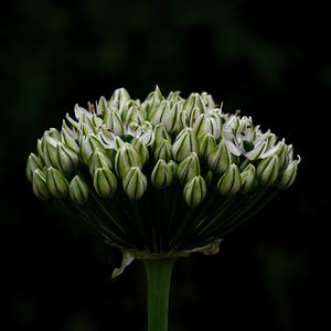 Preview wallpaper onion, flowers, inflorescence, macro, dark