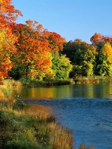 Preview wallpaper ontario, canada, trees, river, coast, autumn, current