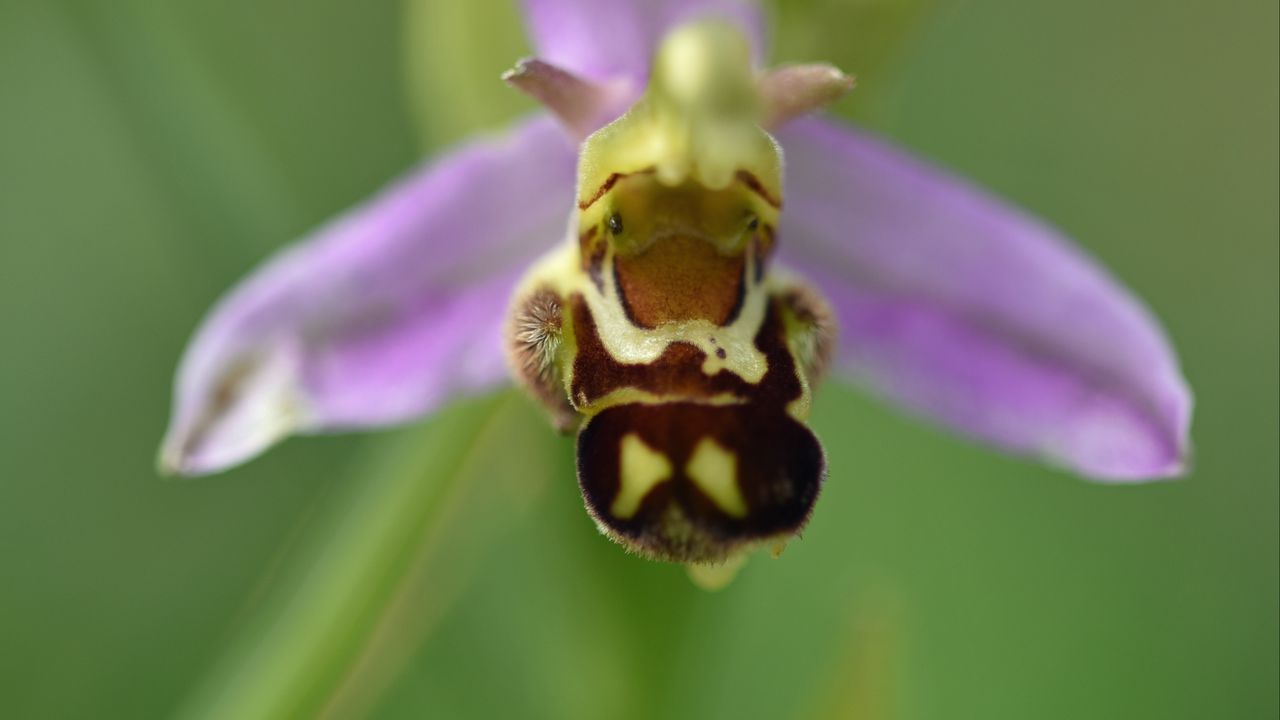 Wallpaper ophrys, flower, petals, macro