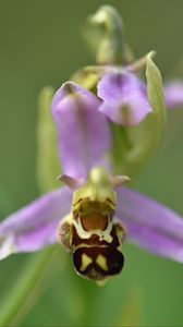 Preview wallpaper ophrys, flower, petals, macro