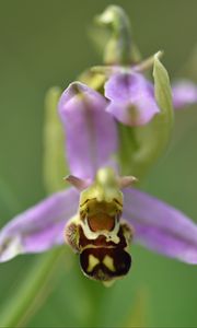 Preview wallpaper ophrys, flower, petals, macro