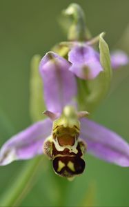 Preview wallpaper ophrys, flower, petals, macro