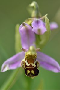 Preview wallpaper ophrys, flower, petals, macro