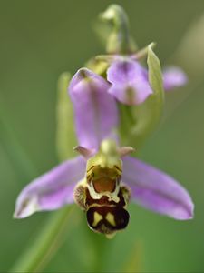 Preview wallpaper ophrys, flower, petals, macro