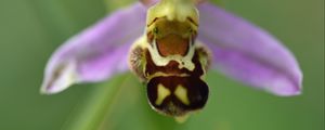 Preview wallpaper ophrys, flower, petals, macro