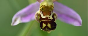 Preview wallpaper ophrys, flower, petals, macro