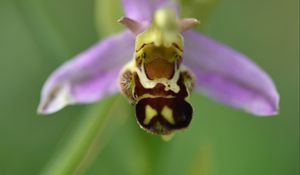 Preview wallpaper ophrys, flower, petals, macro