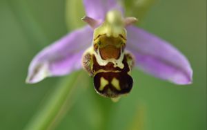 Preview wallpaper ophrys, flower, petals, macro