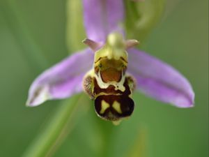 Preview wallpaper ophrys, flower, petals, macro