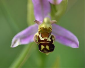 Preview wallpaper ophrys, flower, petals, macro