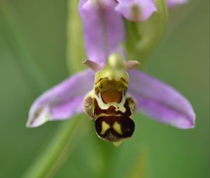 Preview wallpaper ophrys, flower, petals, macro