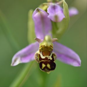 Preview wallpaper ophrys, flower, petals, macro