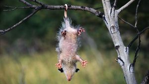 Preview wallpaper opossum, branches, trees, hanging