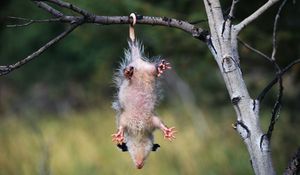 Preview wallpaper opossum, branches, trees, hanging