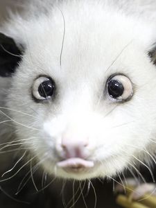 Preview wallpaper opossum, face, tongue, hair