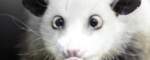 Preview wallpaper opossum, face, tongue, hair