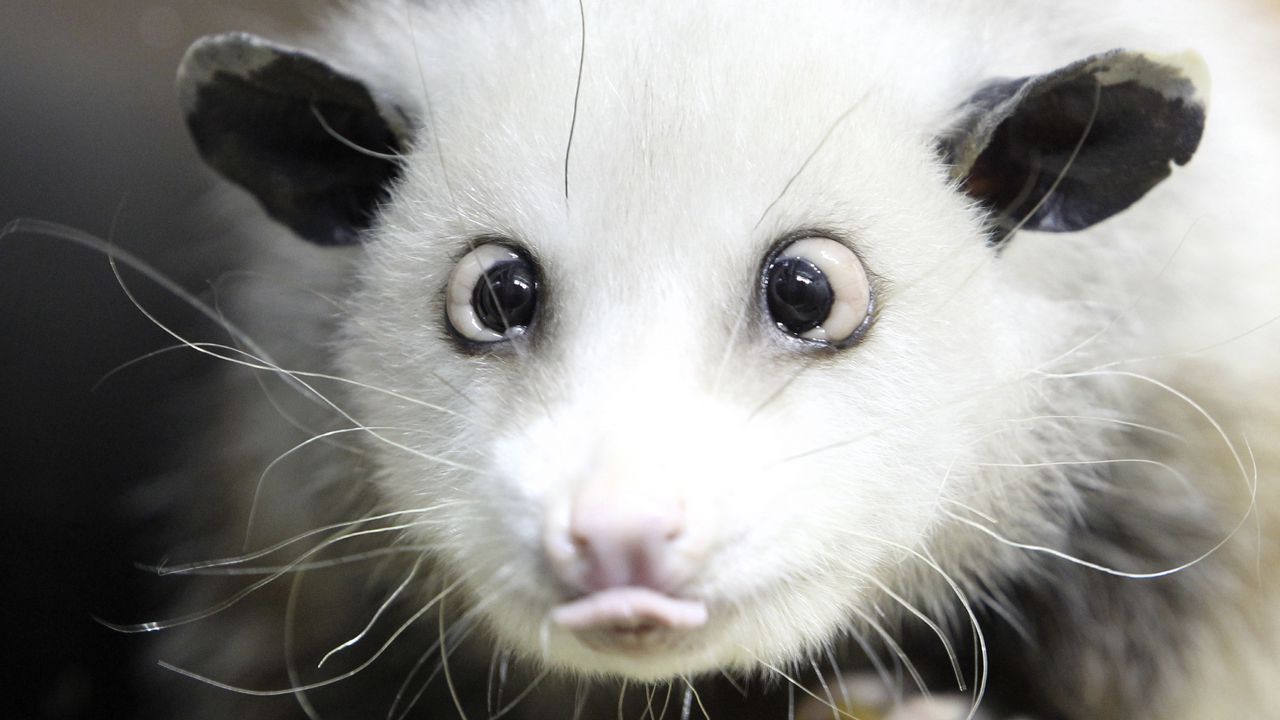 Wallpaper opossum, face, tongue, hair