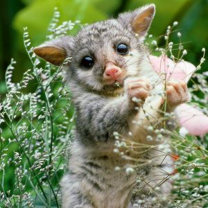 Preview wallpaper opossum, grass, flowers, animal
