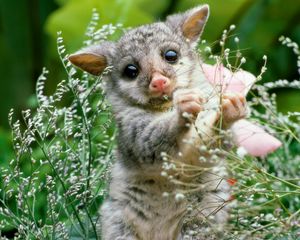 Preview wallpaper opossum, grass, flowers, animal