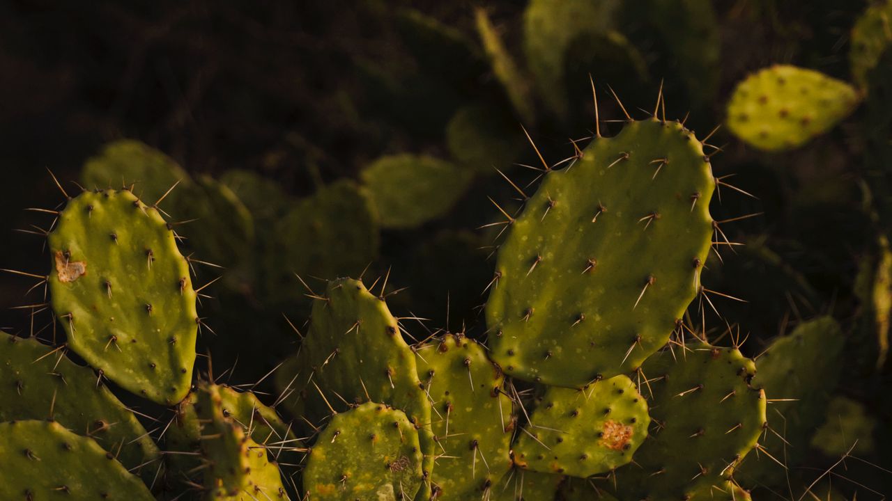 Wallpaper opuntia, cactus, spines, plant